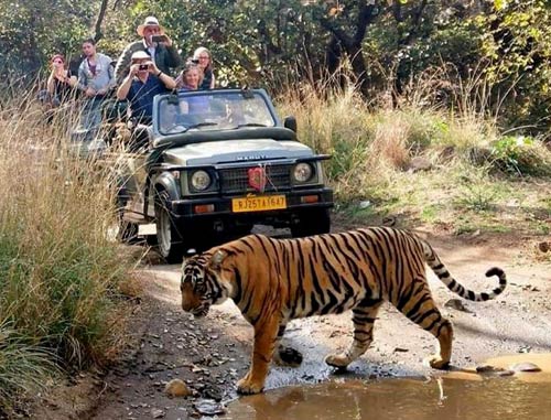 gtt-ranthambore